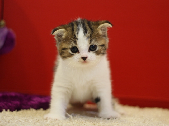 スコティッシュフォールドの子猫画像