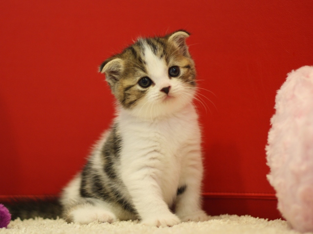 スコティッシュフォールドの子猫画像