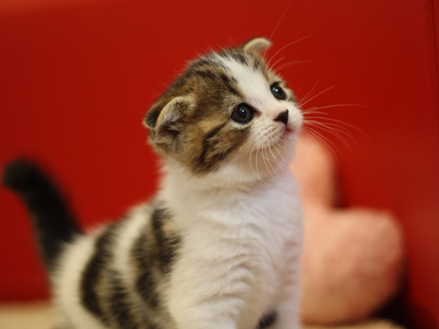 スコティッシュフォールドの子猫画像