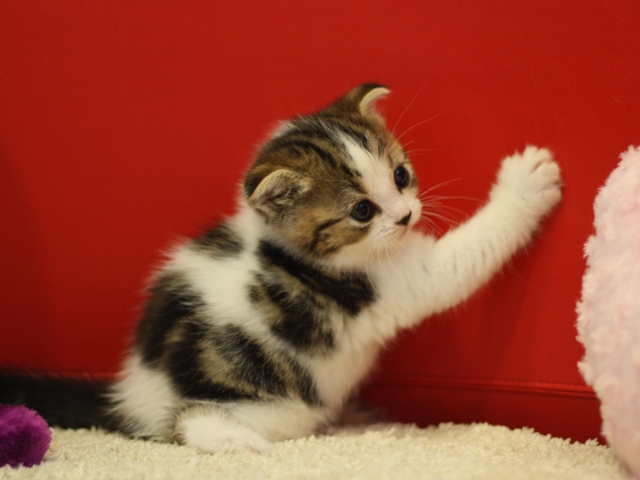 スコティッシュフォールドの子猫画像