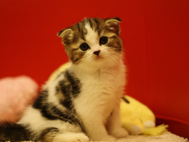スコティッシュフォールドの子猫画像
