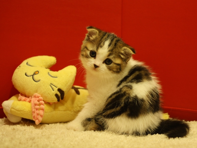 スコティッシュフォールドの子猫画像