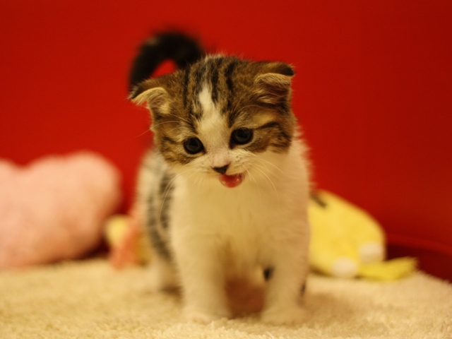 スコティッシュフォールドの子猫画像