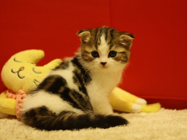 スコティッシュフォールドの子猫画像