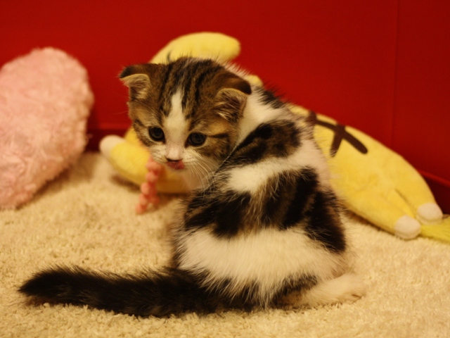 スコティッシュフォールドの子猫画像