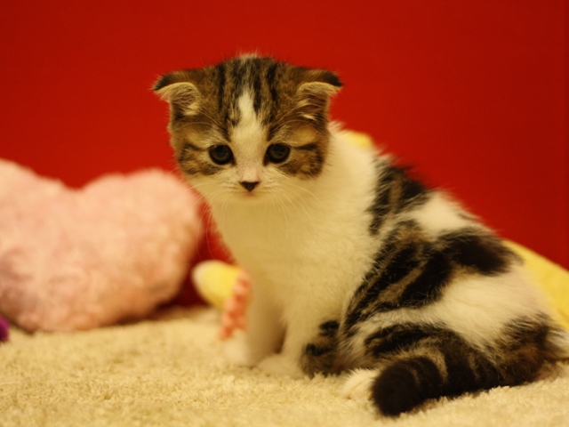 スコティッシュフォールドの子猫画像