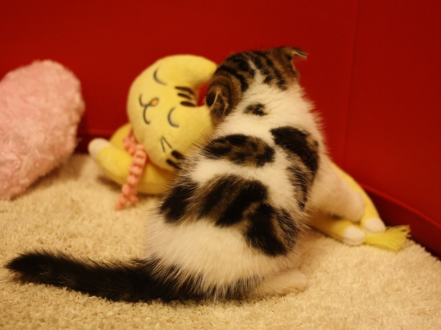 スコティッシュフォールドの子猫画像
