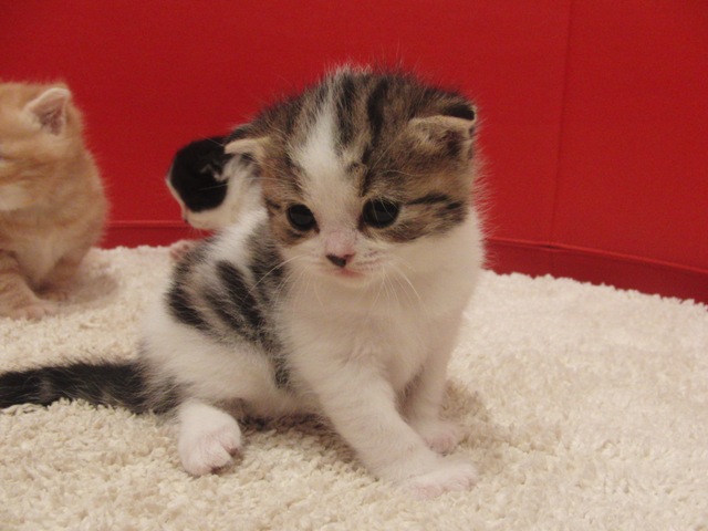 スコティッシュフォールドの子猫画像