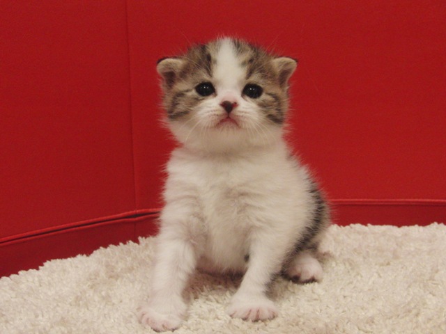 スコティッシュフォールドの子猫画像
