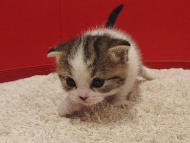 スコティッシュフォールドの子猫画像