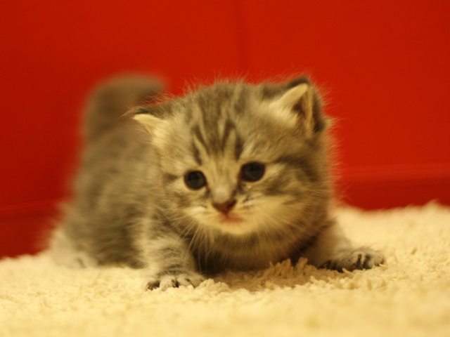 スコティッシュフォールドの子猫画像
