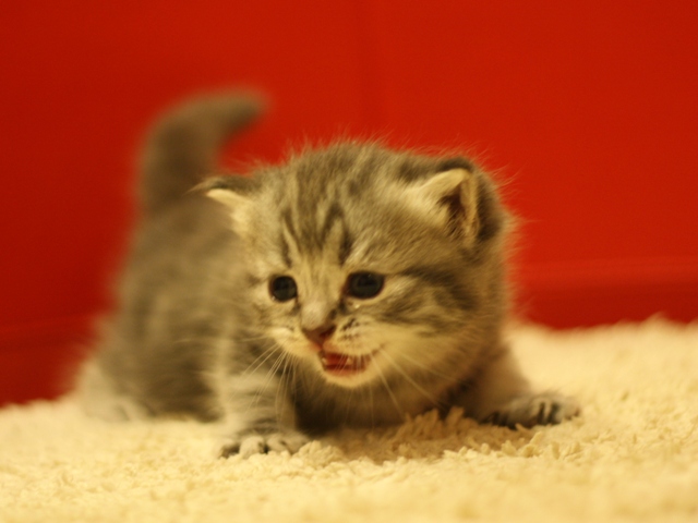 スコティッシュフォールドの子猫画像