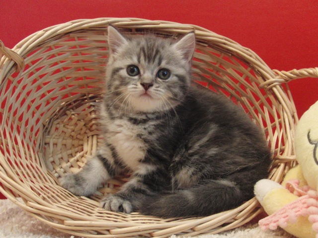 スコティッシュフォールドの子猫画像