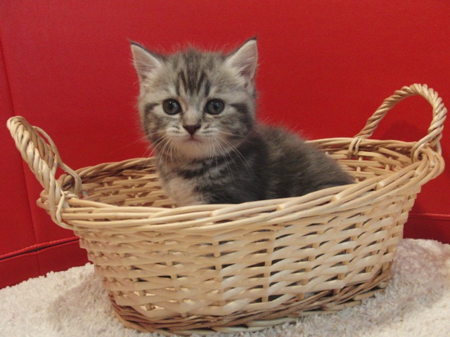 スコティッシュフォールドの子猫画像