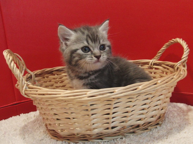 スコティッシュフォールドの子猫画像