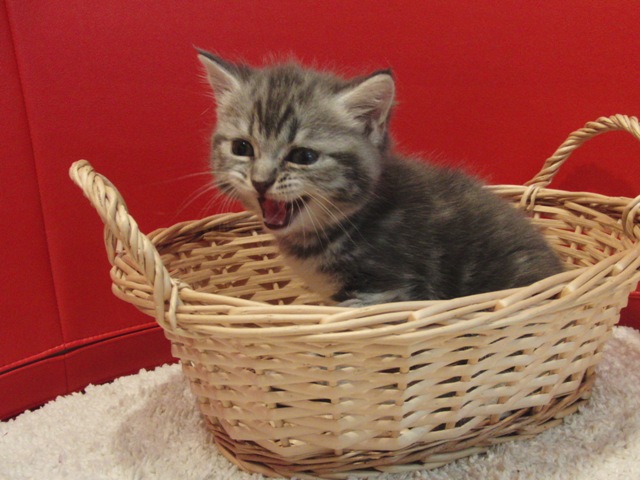 スコティッシュフォールドの子猫画像