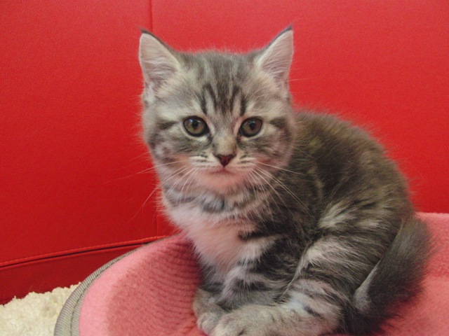 スコティッシュフォールドの子猫画像