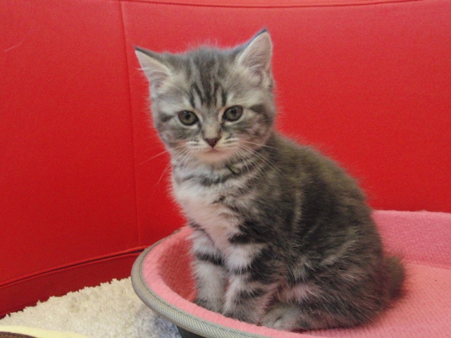 スコティッシュフォールドの子猫画像