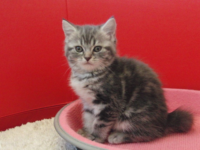スコティッシュフォールドの子猫画像