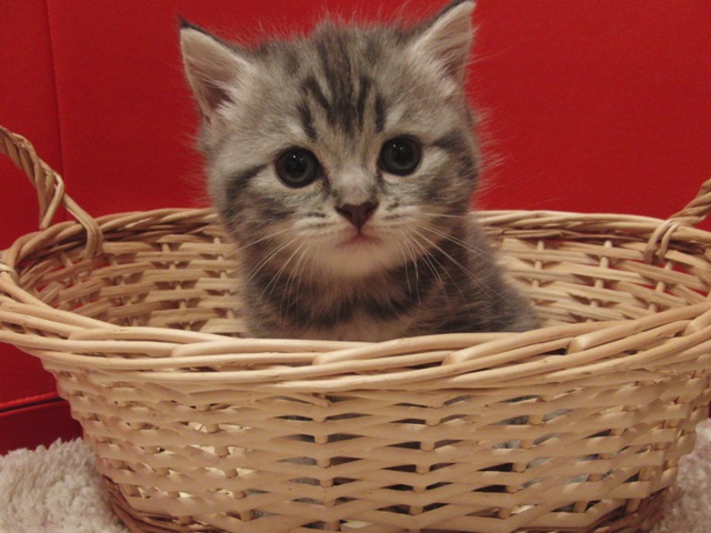 スコティッシュフォールドの子猫画像