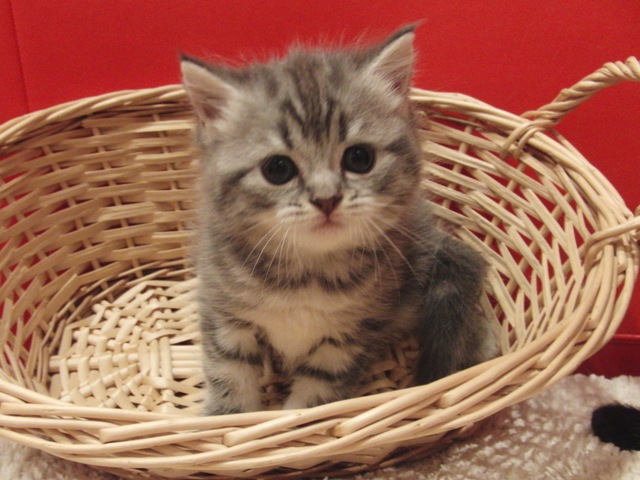 スコティッシュフォールドの子猫画像