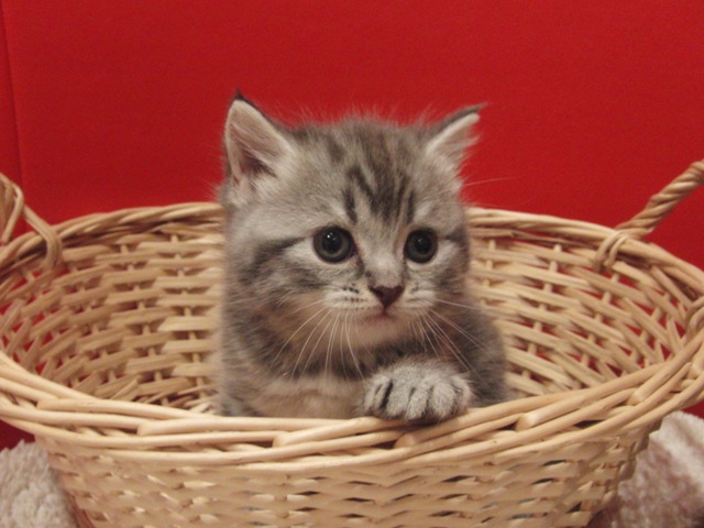 スコティッシュフォールドの子猫画像
