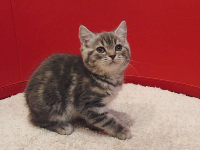 スコティッシュフォールドの子猫画像