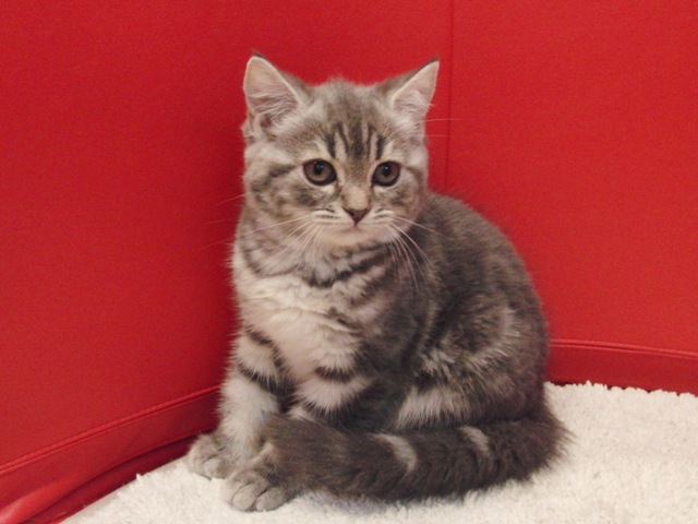 スコティッシュフォールドの子猫画像