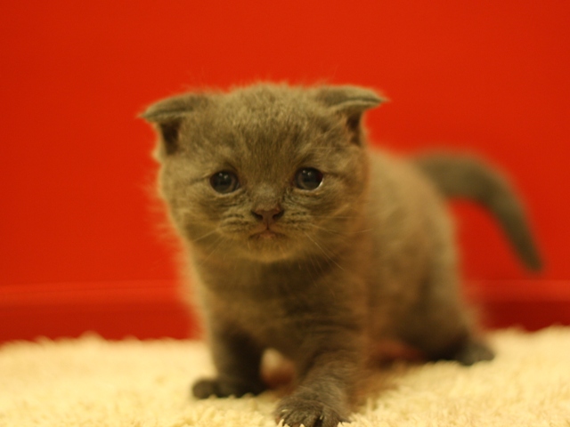 スコティッシュフォールドの子猫画像