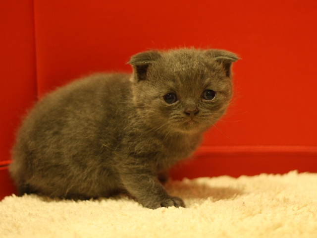 スコティッシュフォールドの子猫画像