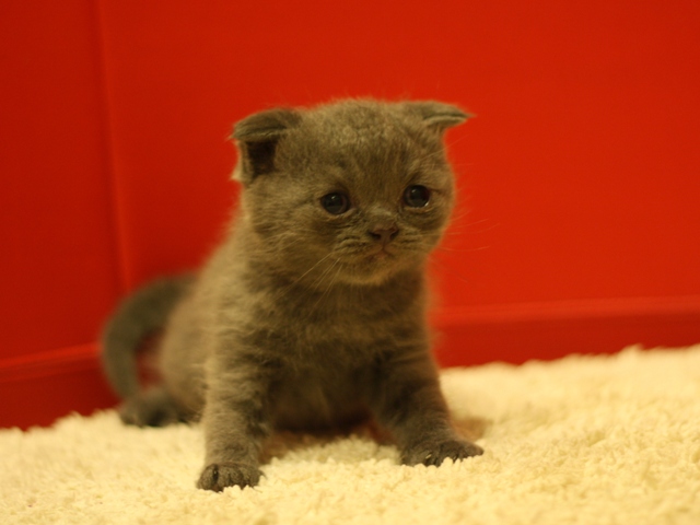 スコティッシュフォールドの子猫画像
