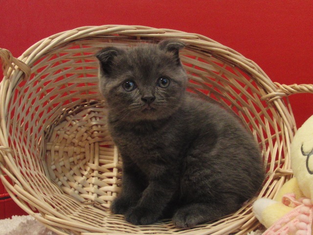 スコティッシュフォールドの子猫画像