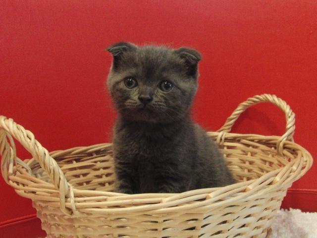 スコティッシュフォールドの子猫画像