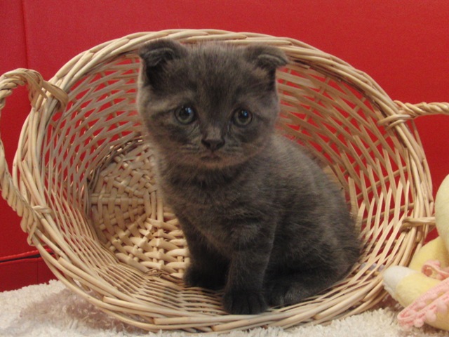 スコティッシュフォールドの子猫画像