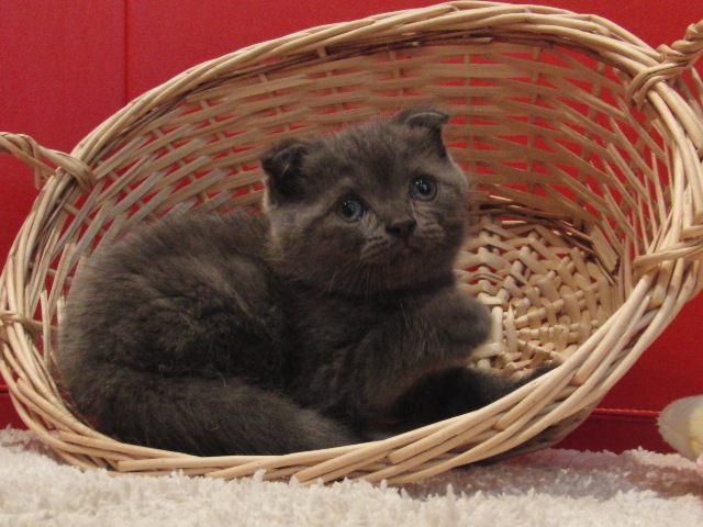 スコティッシュフォールドの子猫画像