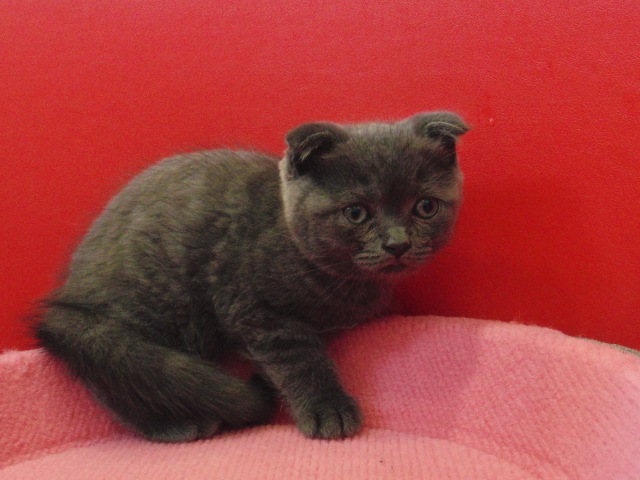 スコティッシュフォールドの子猫画像