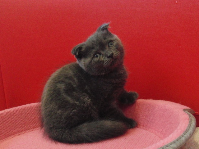 スコティッシュフォールドの子猫画像