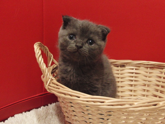 スコティッシュフォールドの子猫画像