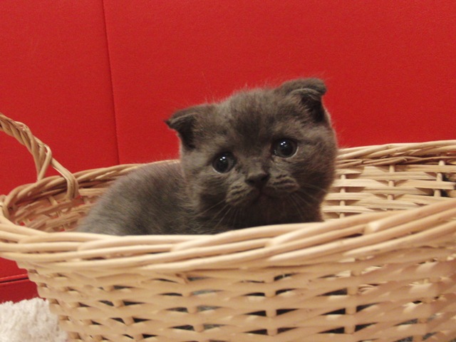 スコティッシュフォールドの子猫画像