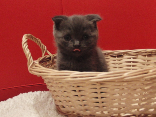 スコティッシュフォールドの子猫画像