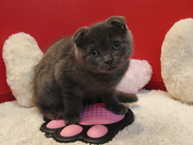 スコティッシュフォールドの子猫画像