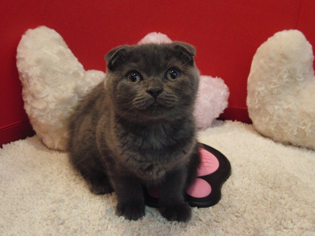 スコティッシュフォールドの子猫画像