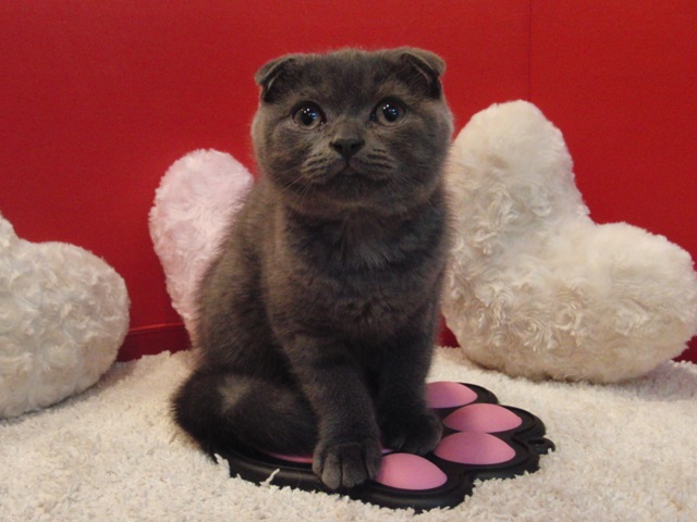 スコティッシュフォールドの子猫画像