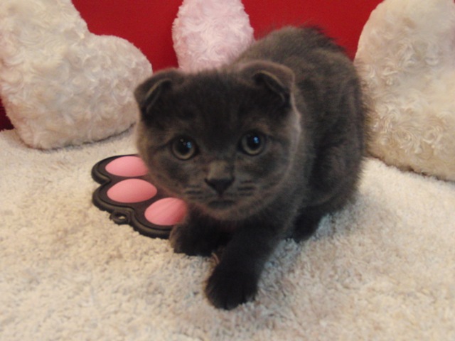 スコティッシュフォールドの子猫画像