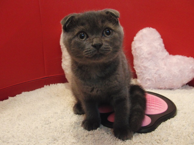 スコティッシュフォールドの子猫画像