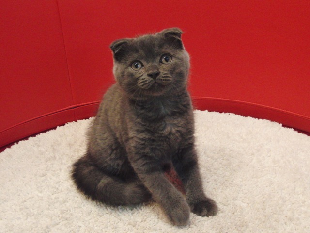 スコティッシュフォールドの子猫画像