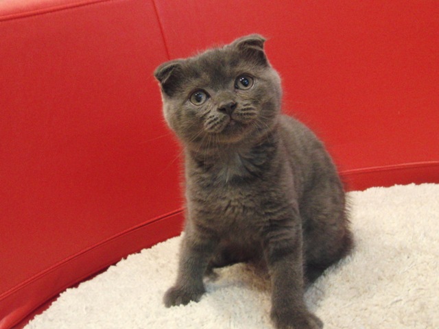 スコティッシュフォールドの子猫画像