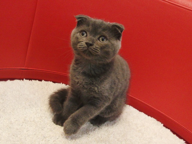 スコティッシュフォールドの子猫画像