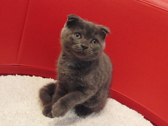 スコティッシュフォールドの子猫画像