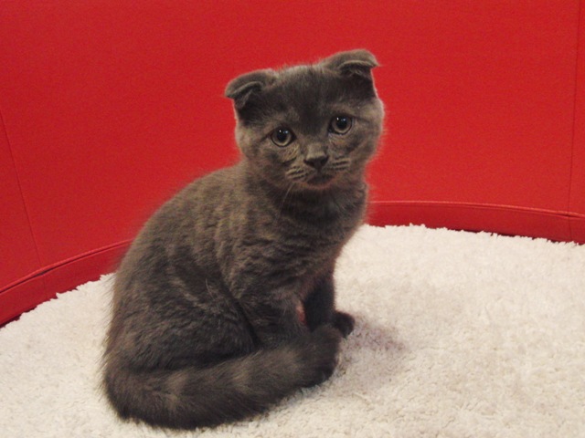 スコティッシュフォールドの子猫画像